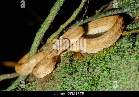 Il bothriechis schlegelii, conosciuto comunemente come vipera di ciglia, è una specie di vipera venosa della famiglia dei Viperidae. Foto Stock
