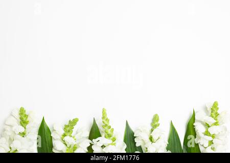 Fiori bianchi a scatto su sfondo bianco. Disposizione piatta, vista dall'alto, spazio per la copia Foto Stock