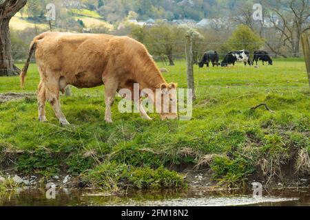 Limousin croce giovenche pascolo sulle rive del fiume ALWEN nel Galles del Nord Foto Stock