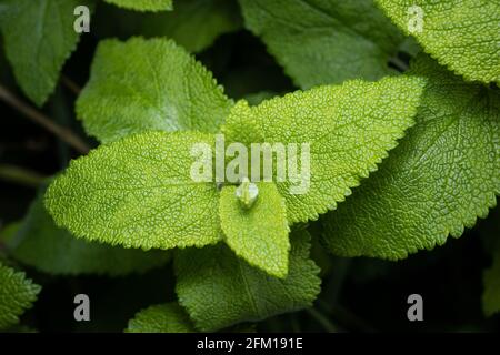 Zecca selvatica fresca che cresce. Mennha longifolia. Primo piano Foto Stock