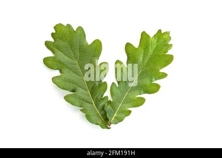 Foglie di quercia giovani isolate su sfondo bianco. Foglia di Quercus Foto Stock