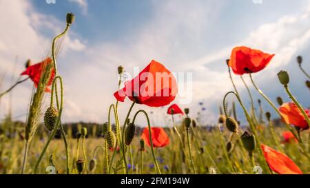 Papaveri di fronte a un campo di grano in bella luce del sole, Germania. Foto Stock