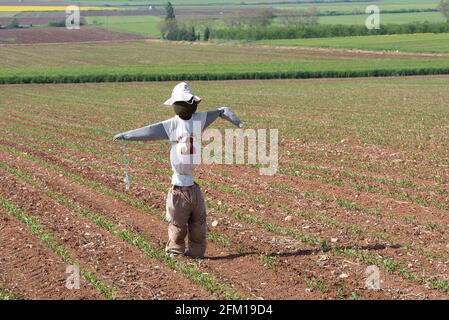 lo scarecrow che insegue gli uccelli, sembra un uomo, in un campo di mais Foto Stock