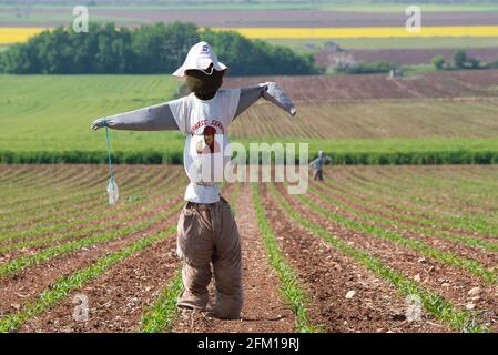 lo scarecrow che insegue gli uccelli, sembra un uomo, in un campo di mais Foto Stock