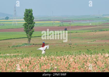 lo scarecrow che insegue gli uccelli, sembra un uomo, in un campo di mais Foto Stock