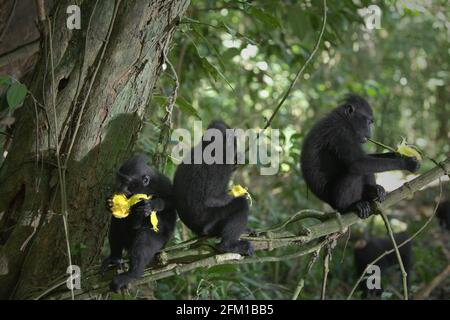 Un gruppo di macachi neri Sulawesi (Macaca nigra) giovani che mangiano frutta mentre sono seduti su un ramo di un albero nel loro habitat naturale nella foresta di Tangkoko, Sulawesi settentrionale, Indonesia. L'alimentazione è una delle cinque classi di attività di macaco crestato identificate da Timothy o'Brien e Margaret Kinnaird in un documento di ricerca pubblicato per la prima volta nell'International Journal of Primatology nel gennaio 1997. Quando si mangia, un macaco crestato è "per la ricerca, la raccolta, la manipolazione, masticazione, o il posizionamento di cibo in bocca o la manipolazione del contenuto di un sacchetto guancia", afferma il rapporto. Foto Stock