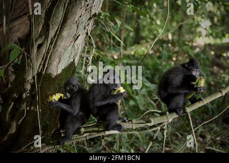 Un gruppo di macachi neri Sulawesi (Macaca nigra) giovani che mangiano frutta mentre sono seduti su un ramo di un albero nel loro habitat naturale nella foresta di Tangkoko, Sulawesi settentrionale, Indonesia. L'alimentazione è una delle cinque classi di attività di macaco crestato identificate da Timothy o'Brien e Margaret Kinnaird in un documento di ricerca pubblicato per la prima volta nell'International Journal of Primatology nel gennaio 1997. Quando si mangia, un macaco crestato è "per la ricerca, la raccolta, la manipolazione, masticazione, o il posizionamento di cibo in bocca o la manipolazione del contenuto di un sacchetto guancia", afferma il rapporto. Foto Stock