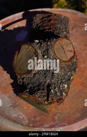 Il volto umano è visto in un tronco di albero in crescita naturale Pareidolia è la tendenza alla percezione errata di uno stimolo come oggetto, modello o meanin Foto Stock