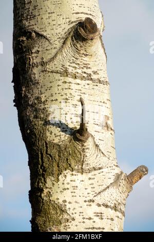 Pioppo Aspen, Topolus tremula, tronco d'albero, corteccia Foto Stock