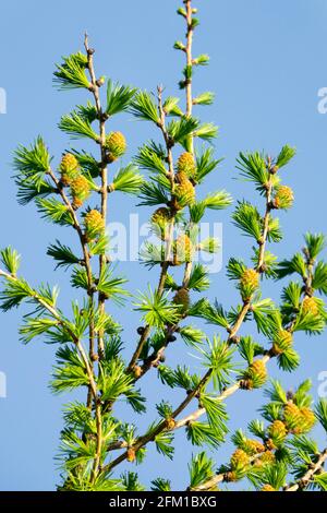 Larix decidua coni e aghi a molla larice europeo Foto Stock