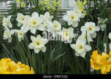 Daffodil 'Ice Follies'. Foto Stock