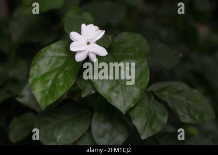 Jasminum sambac - fiore di gelsomino arabo. Foto Stock