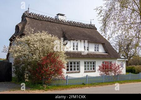 Casa di paglia, Falshöft, Gelting Bay, Schleswig-Holstein, Germania Foto Stock