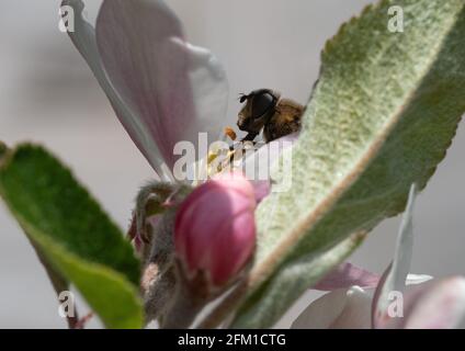 L'ape che si nutra sulla meleta. Foto Stock