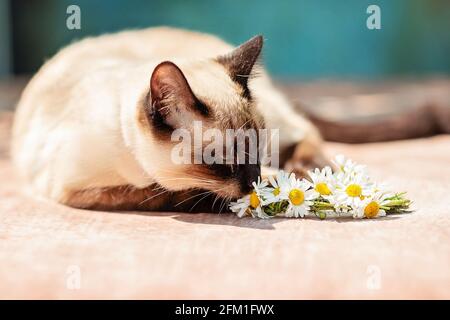 Un gatto tailandese bianco si trova accanto ad una piccola corona di margherite. Luce del sole, sfondo blu in stile grunge Foto Stock