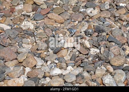 Ciottoli sulla spiaggia, Falshöft, Gelting Bay, Schleswig-Holstein, Germania Foto Stock