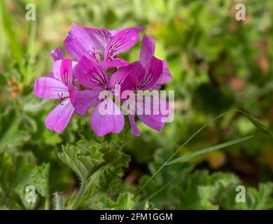 Rosa fioritura Citronella geranio, Pelargonio citrosum, zanzara repellente pianta, arbaroriza su sfondo sfocato. Fresco sano fioritura perenne ar Foto Stock