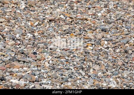 Ciottoli sulla spiaggia, Falshöft, Gelting Bay, Schleswig-Holstein, Germania Foto Stock