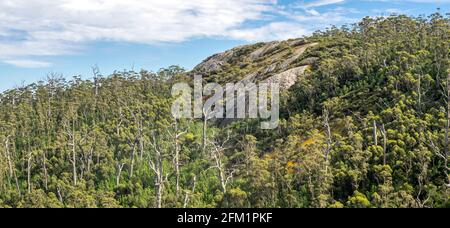 Baldacchino della foresta di karri sulla catena del Porongurup visto dal Castle Rock Walk Trail nel Porongurup National Park vicino ad Albany Western Australia. Foto Stock