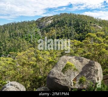 Baldacchino della foresta di karri sulla catena del Porongurup visto dal Castle Rock Walk Trail nel Porongurup National Park vicino ad Albany Western Australia. Foto Stock