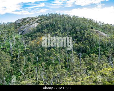 Baldacchino della foresta di karri sulla catena del Porongurup visto dal Castle Rock Walk Trail nel Porongurup National Park vicino ad Albany Western Australia. Foto Stock