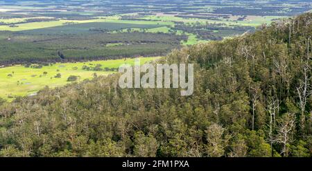 Baldacchino della foresta di karri sulla catena del Porongurup visto dal Castle Rock Walk Trail nel Porongurup National Park vicino ad Albany Western Australia. Foto Stock