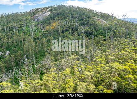 Baldacchino della foresta di karri sulla catena del Porongurup visto dal Castle Rock Walk Trail nel Porongurup National Park vicino ad Albany Western Australia. Foto Stock