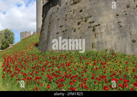 Arundel Castle Tulip Festival - 2021- le rive rosse dei tulipani contro le mura del castello. Foto Stock