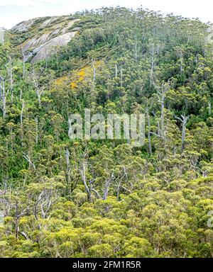 Baldacchino della foresta di karri sulla catena del Porongurup visto dal Castle Rock Walk Trail nel Porongurup National Park vicino ad Albany Western Australia. Foto Stock