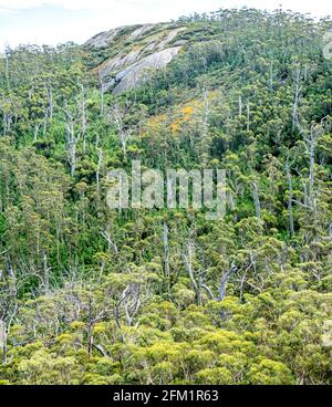 Baldacchino della foresta di karri sulla catena del Porongurup visto dal Castle Rock Walk Trail nel Porongurup National Park vicino ad Albany Western Australia. Foto Stock