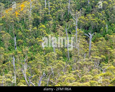 Baldacchino della foresta di karri sulla catena del Porongurup visto dal Castle Rock Walk Trail nel Porongurup National Park vicino ad Albany Western Australia. Foto Stock