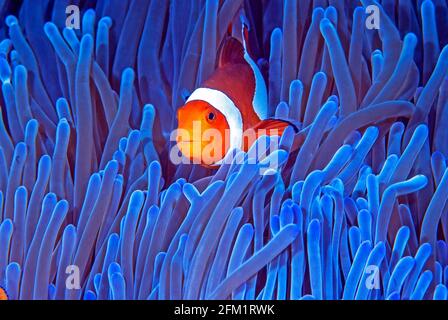 Falso clown anemonefish su anemone, Bunaken Marine Preserve, Sulawesi, Indonesia Foto Stock