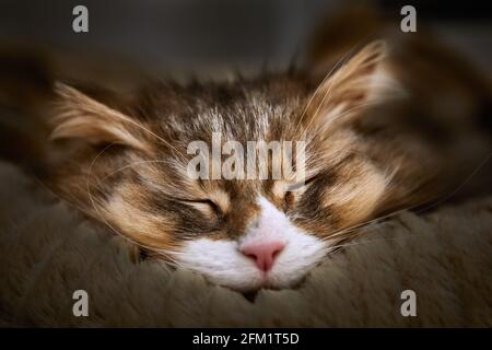 Immagine di Norwegian Forest Cat addormentato, profondità di campo poco profonda, fuoco selettivo Foto Stock