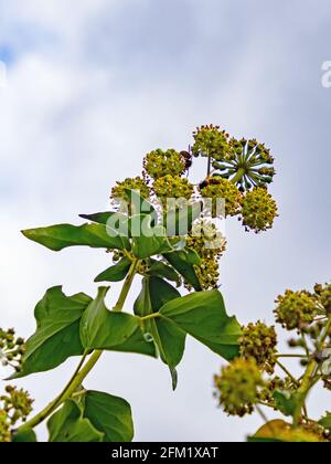 primo piano del fiore di edera comune, hedera helix Foto Stock