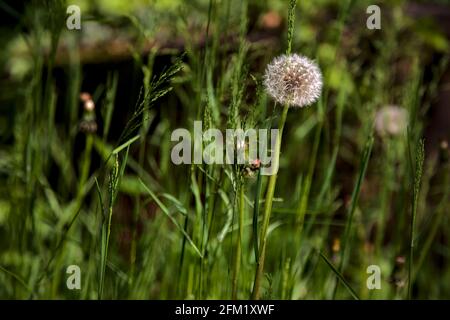 I dandelioni nell'erba visto in su vicino Foto Stock