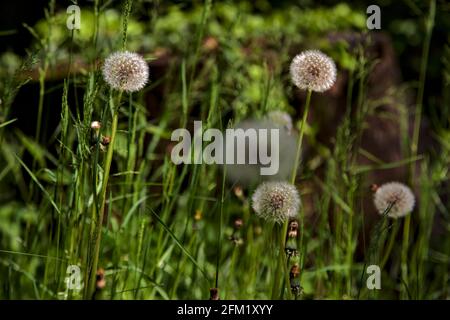 I dandelioni nell'erba visto in su vicino Foto Stock