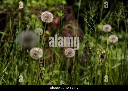 I dandelioni nell'erba visto in su vicino Foto Stock