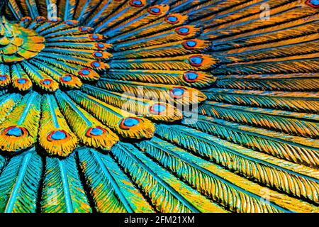 Corona di piume di pavone full frame, arte induista Foto Stock