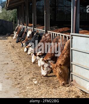 Bestiame che si alimenta attraverso la recinzione di un capannone / fienile in una giornata di sole Foto Stock