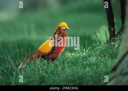 GOLDEN PHEASANT Chrysolophus pictus Norfolk Wildlife Park, East Anglia, Regno Unito BI003656 Foto Stock