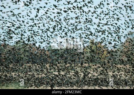 Red Winged Merli - Massive inverno gregge Agelaius phoeniceus DELAWARE, STATI UNITI D'AMERICA BI003682 Foto Stock