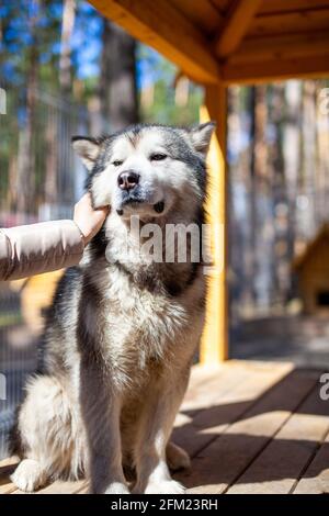 Un pastore malamuto dell'Alaska bello e gentile si siede in un recinto dietro le barre e guarda con gli occhi intelligenti. Voliera interna. Il cane è stroked da Foto Stock