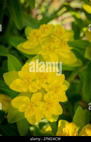 Euphorbia Epitimoides – maggiore, Foto Stock