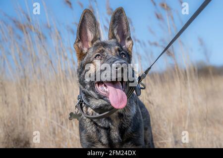 Un ritratto di un felice cucciolo di Pastore tedesco di quattro mesi in erba alta e secca. Linea di lavoro razza Foto Stock