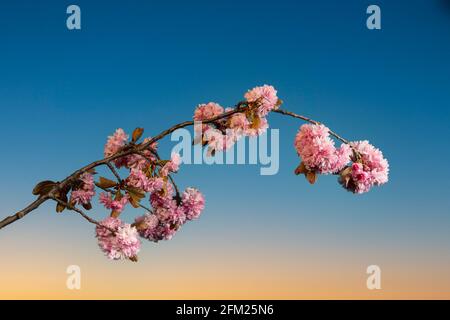 Un bel ramo di fiori di ciliegio in primavera contro il tramonto cielo Foto Stock