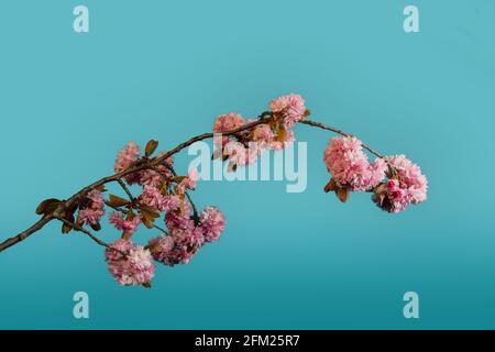 Un bel ramo di fiori di ciliegio in primavera contro il tramonto cielo Foto Stock