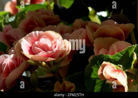 Primo piano immagini di Begonias riflesse in un mirror usando tecnica di messa a fuoco Foto Stock