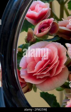 Primo piano immagini di Begonias riflesse in un mirror usando tecnica di messa a fuoco Foto Stock