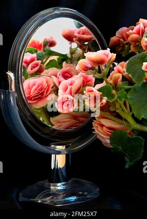 Primo piano immagini di Begonias riflesse in un mirror usando tecnica di messa a fuoco Foto Stock