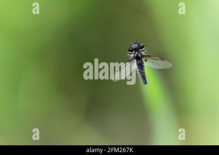 Marzo volare o lovebug Bibio lanigerus arroccato sull'erba Foto Stock